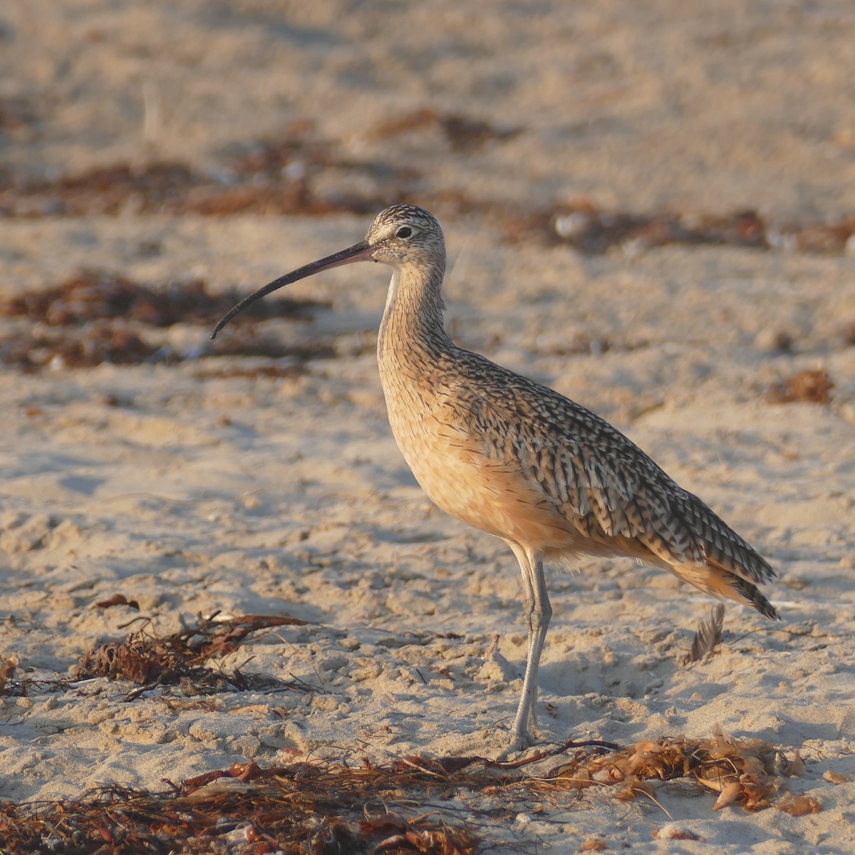 Long-billed Curlew - ML641900346