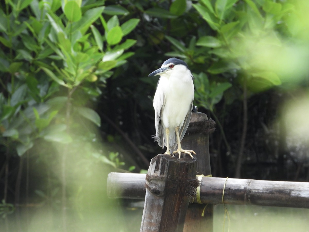 Black-crowned Night Heron - ML641900349