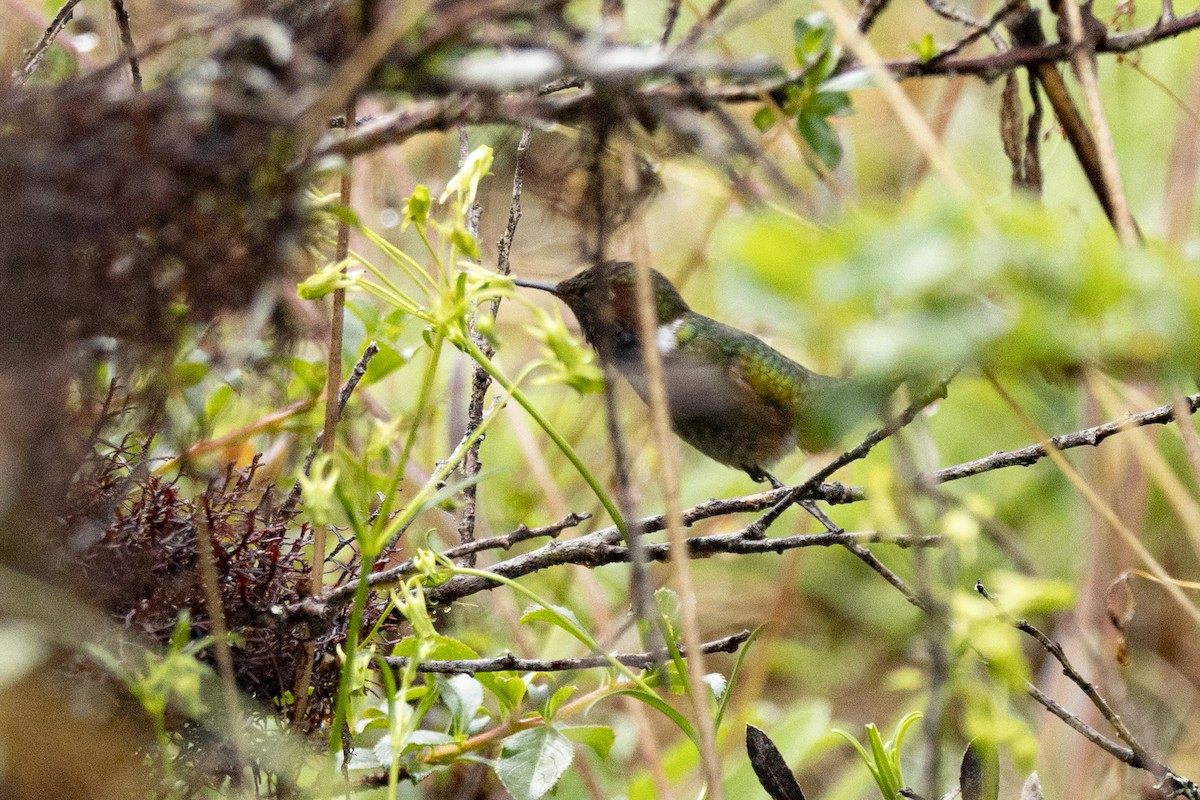 Volcano Hummingbird - ML641900350