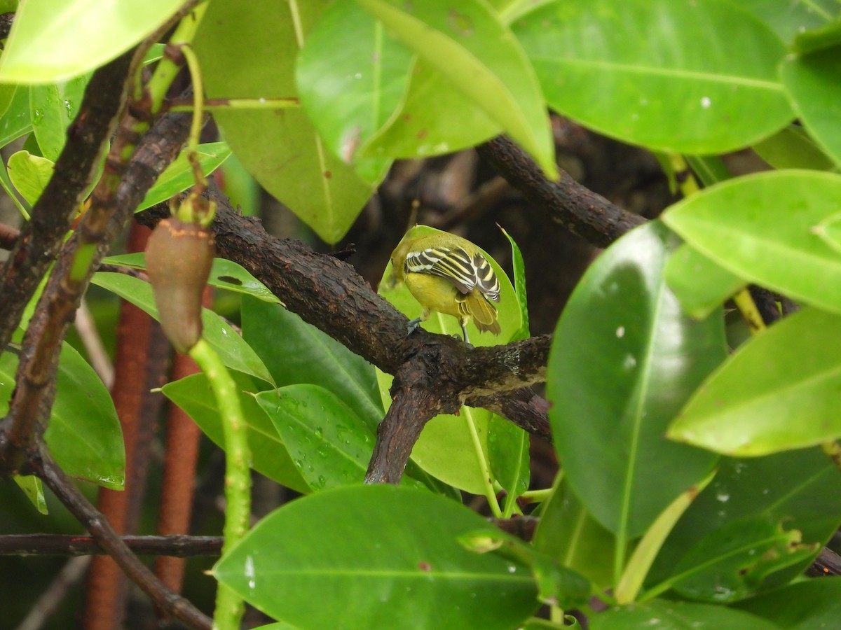 Common Iora - ML641900353