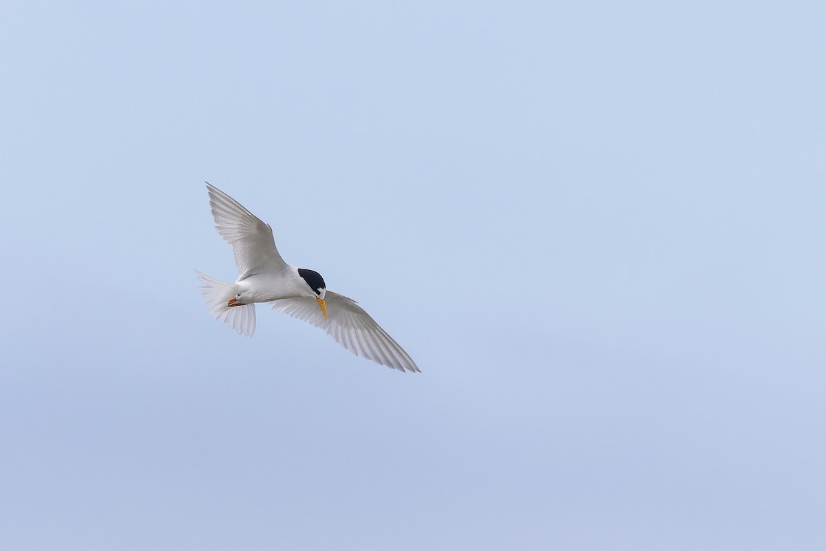 Australian Fairy Tern - ML641900362