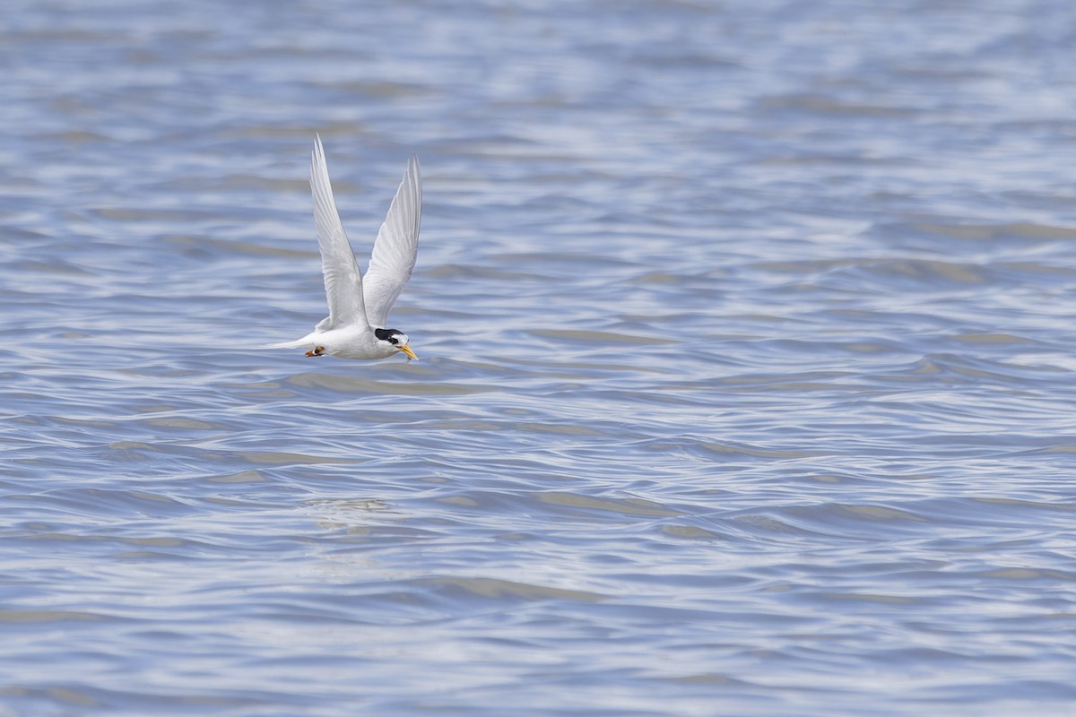 Australian Fairy Tern - ML641900363