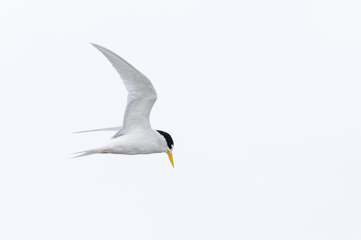 Australian Fairy Tern - ML641900364
