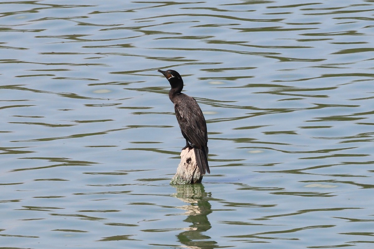 Neotropic Cormorant - ML641900365