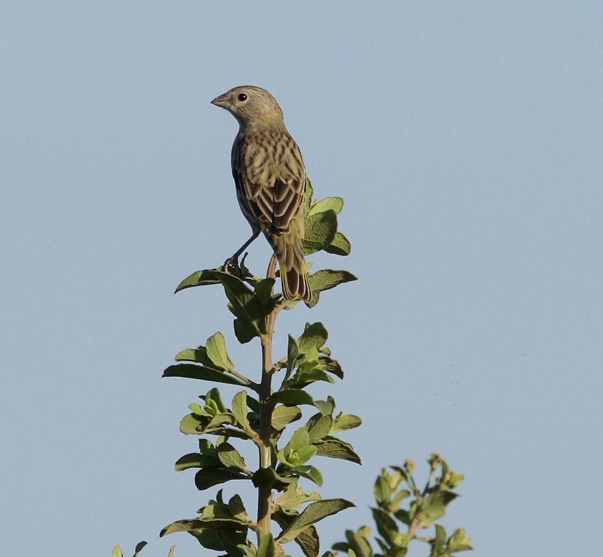 Saffron Finch - ML641900366