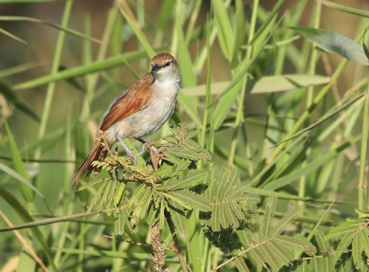 Saffron Finch - ML641900370