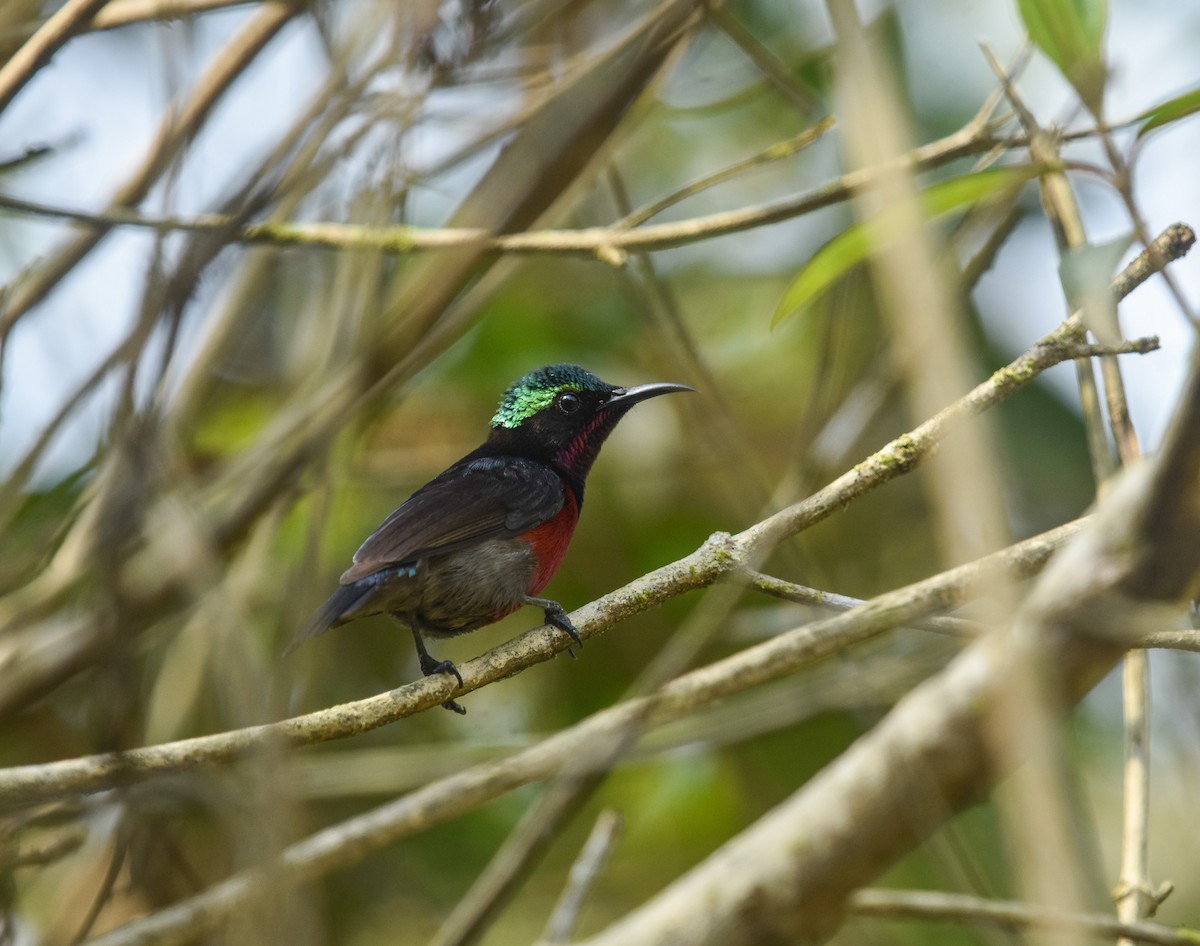 Van Hasselt's Sunbird - ML641900372