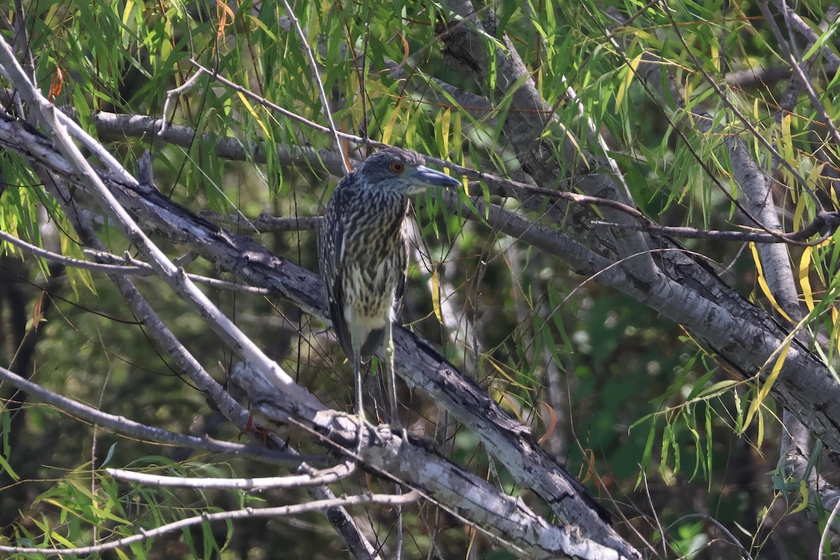 Yellow-crowned Night Heron - ML641900373