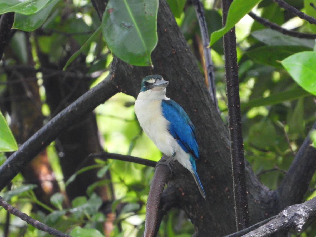 Collared Kingfisher - ML641900374