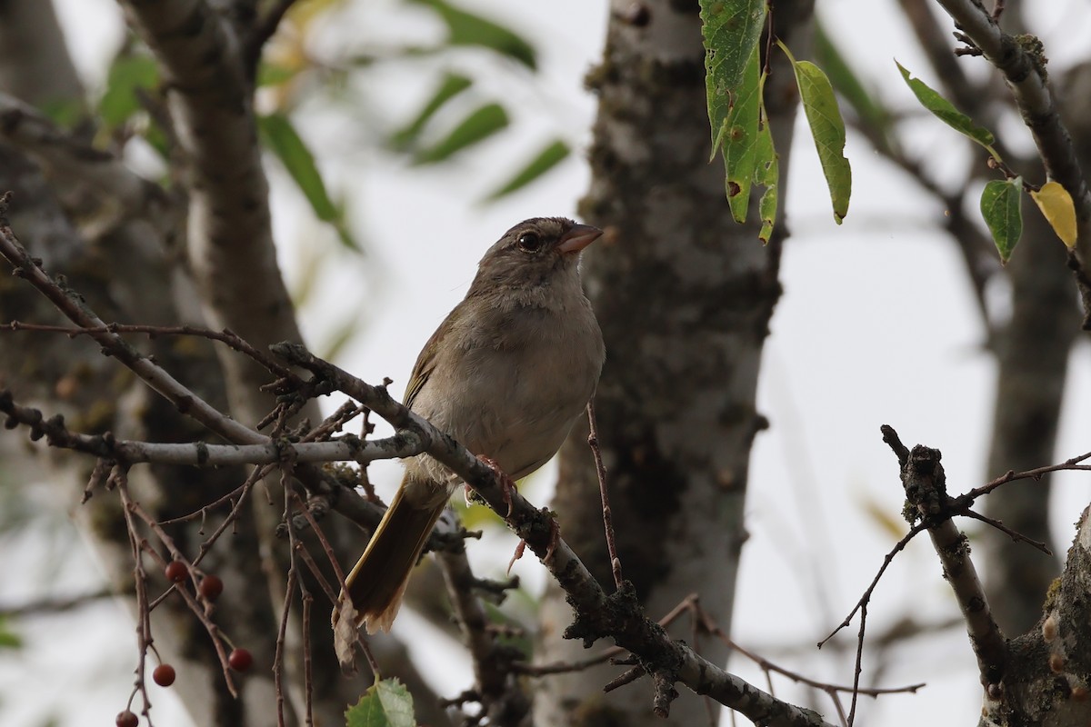Olive Sparrow - ML641900375