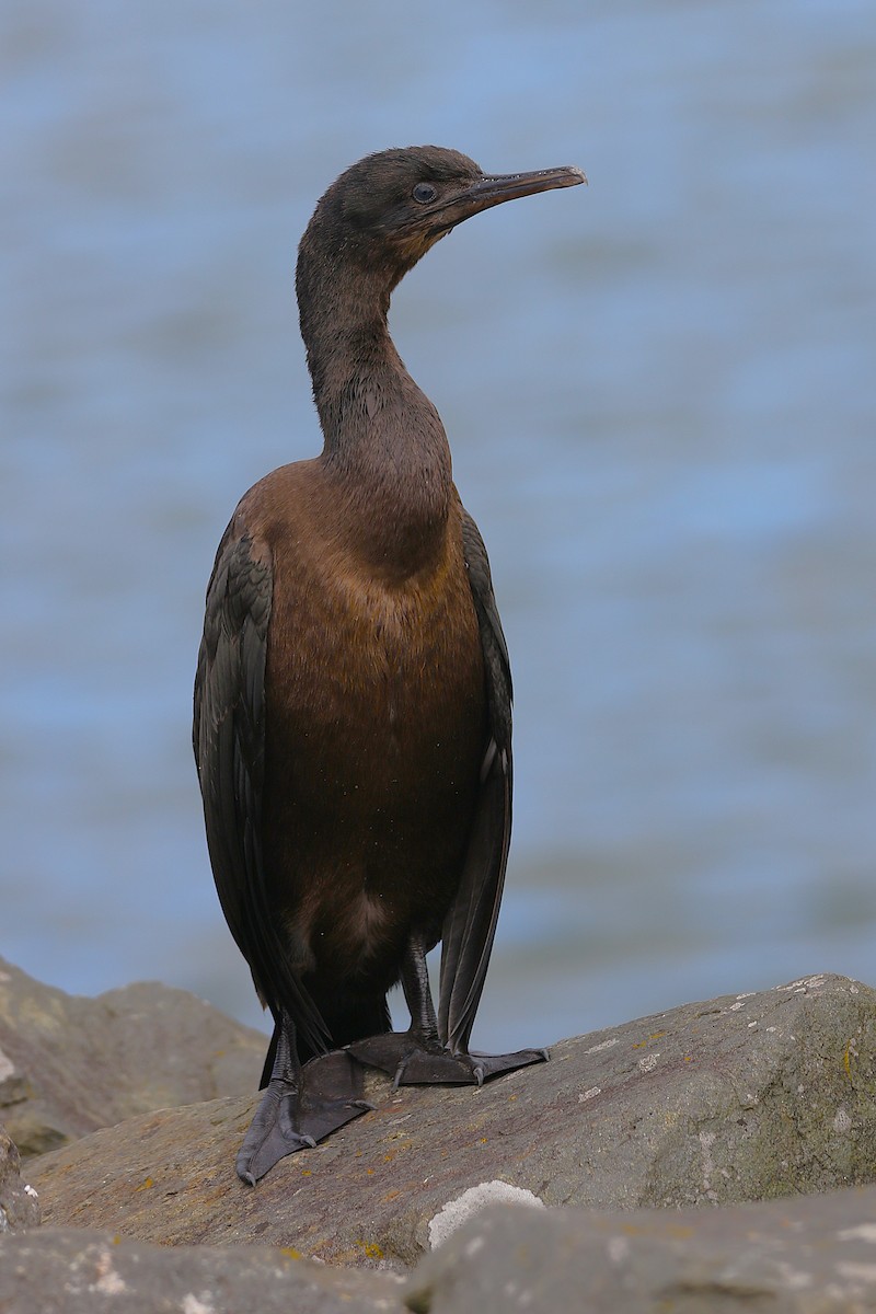 Pelagic Cormorant - ML641900376
