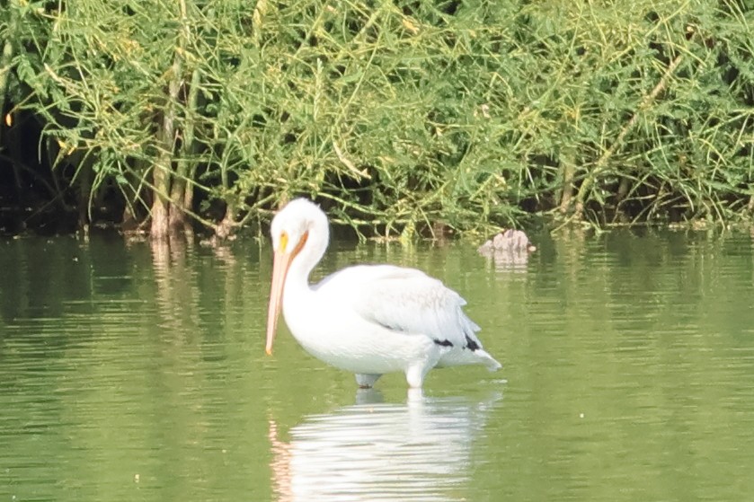 American White Pelican - ML641900377