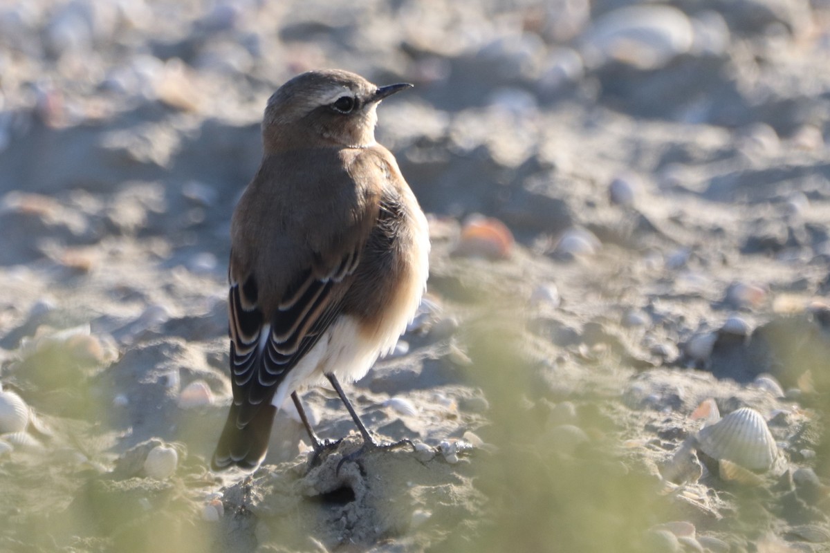 Northern Wheatear - ML641900378