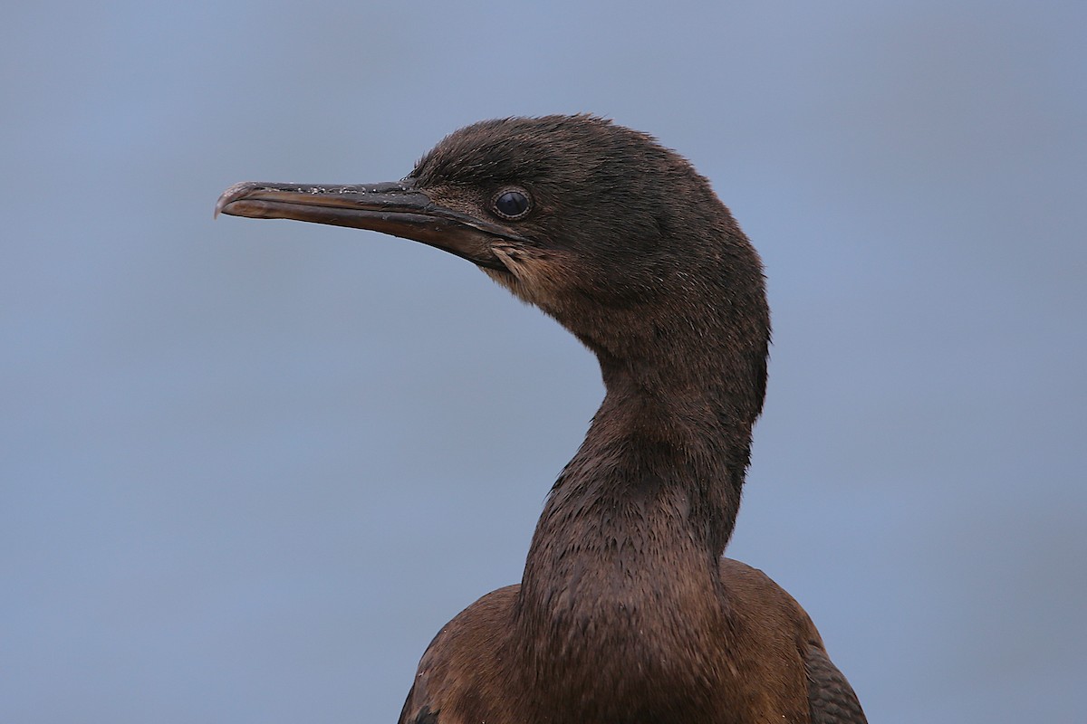 Pelagic Cormorant - ML641900383