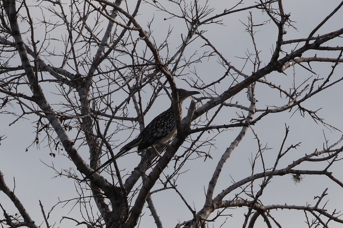 Greater Roadrunner - ML641900384
