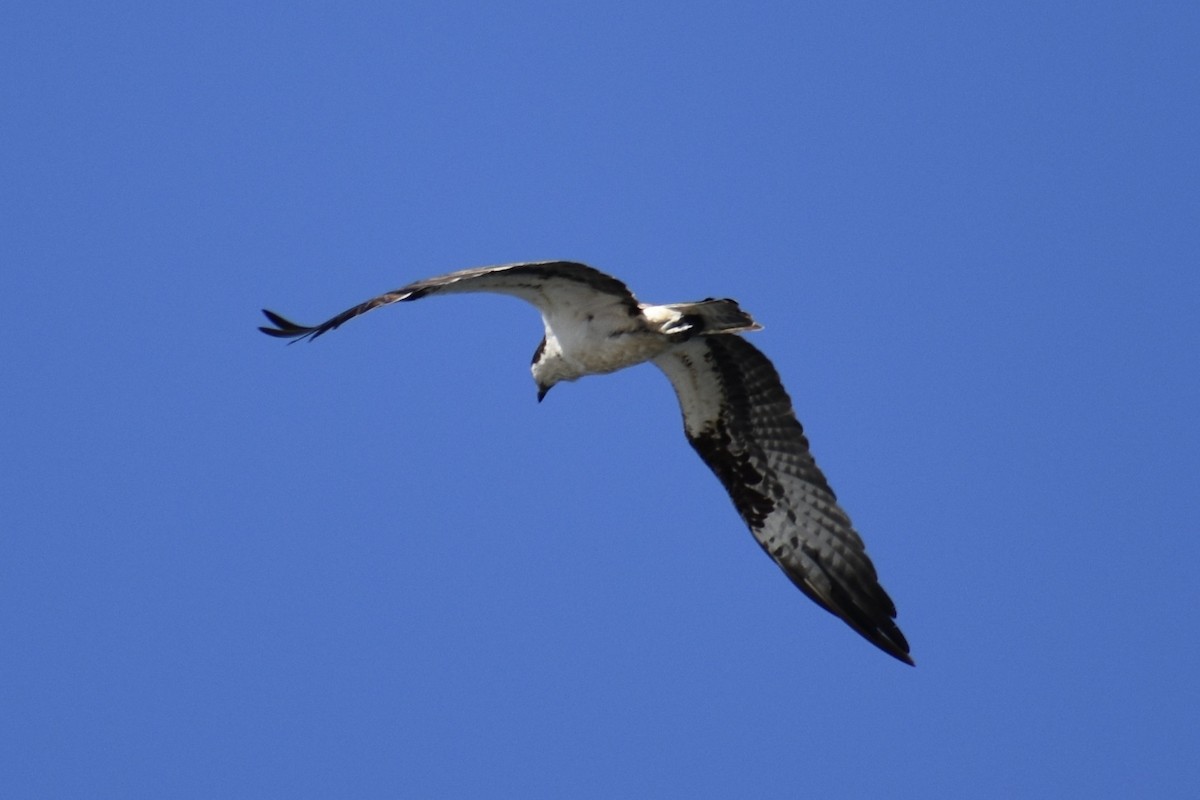 Osprey - ML641900385