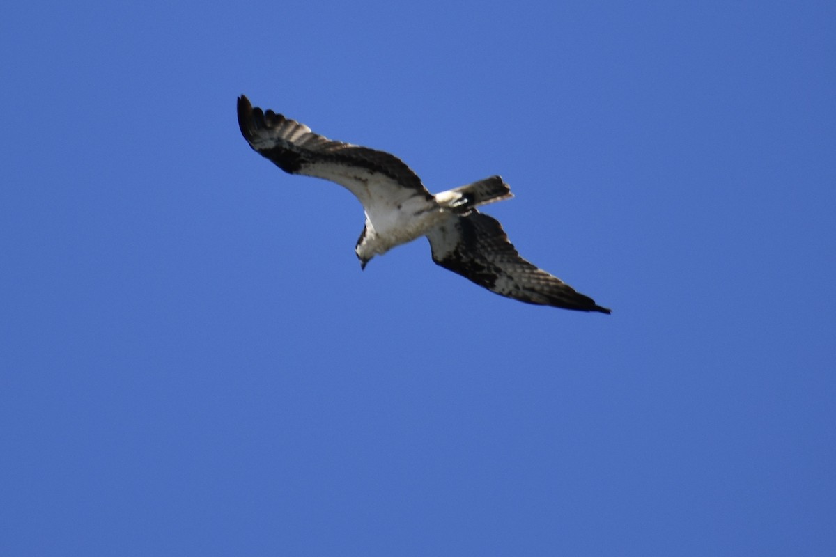 Osprey - ML641900386