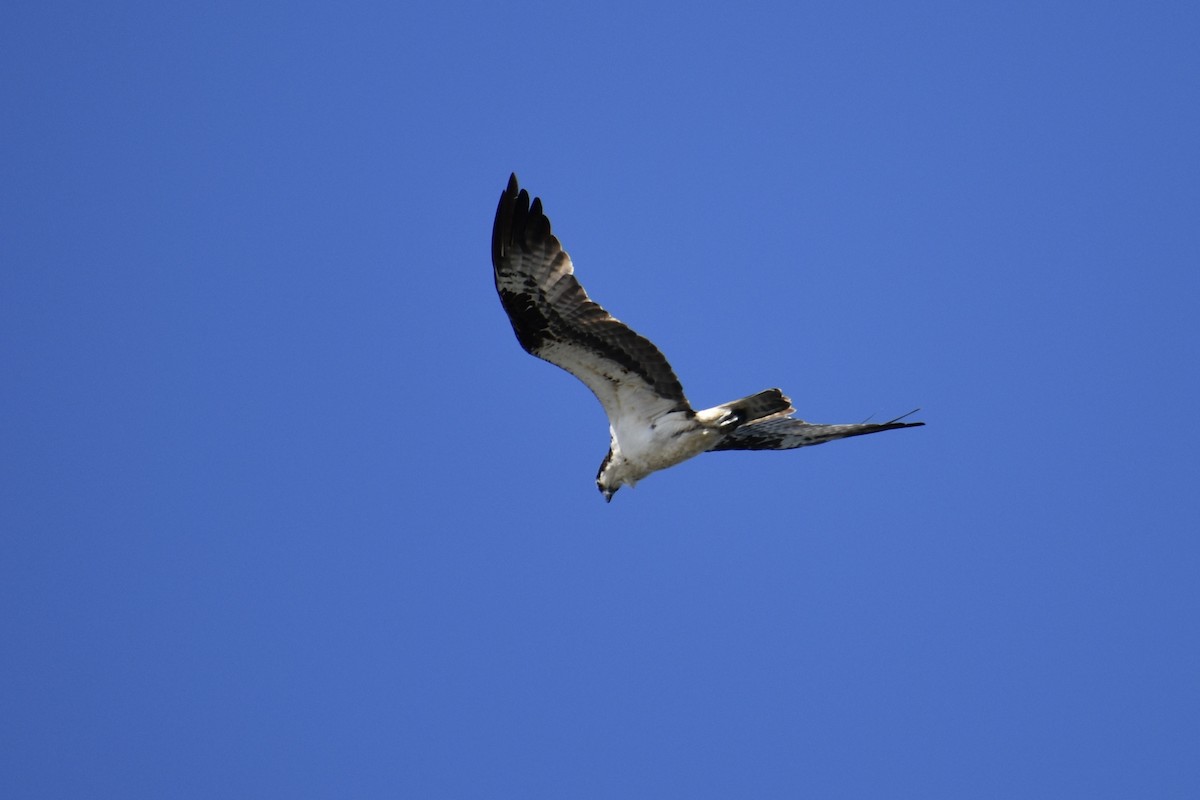 Osprey - ML641900387