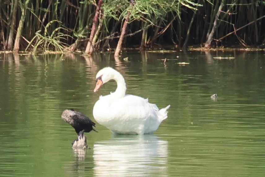 Mute Swan - ML641900388