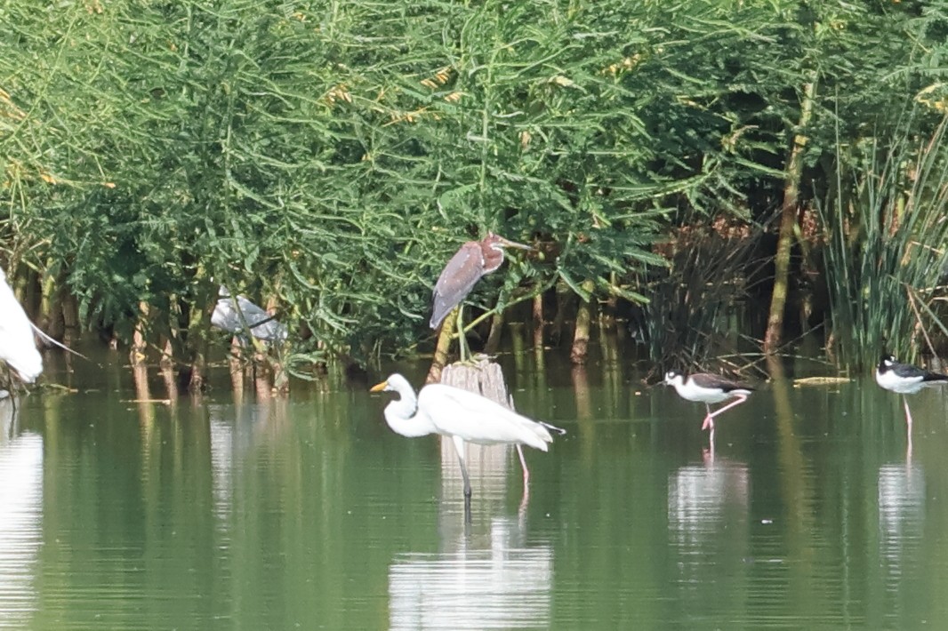 Tricolored Heron - ML641900389