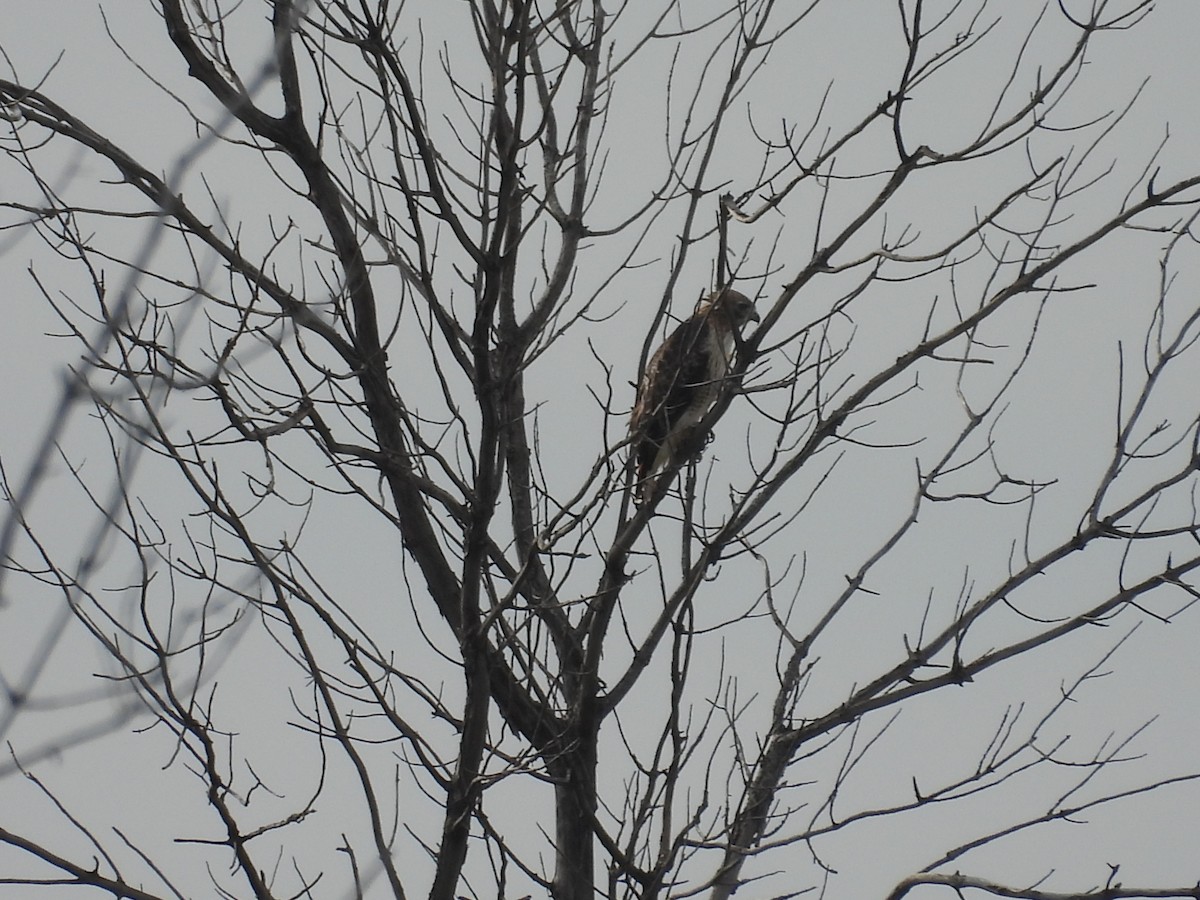 Red-tailed Hawk - ML641900392