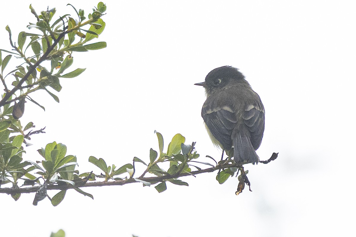 Black-capped Flycatcher - ML641900393