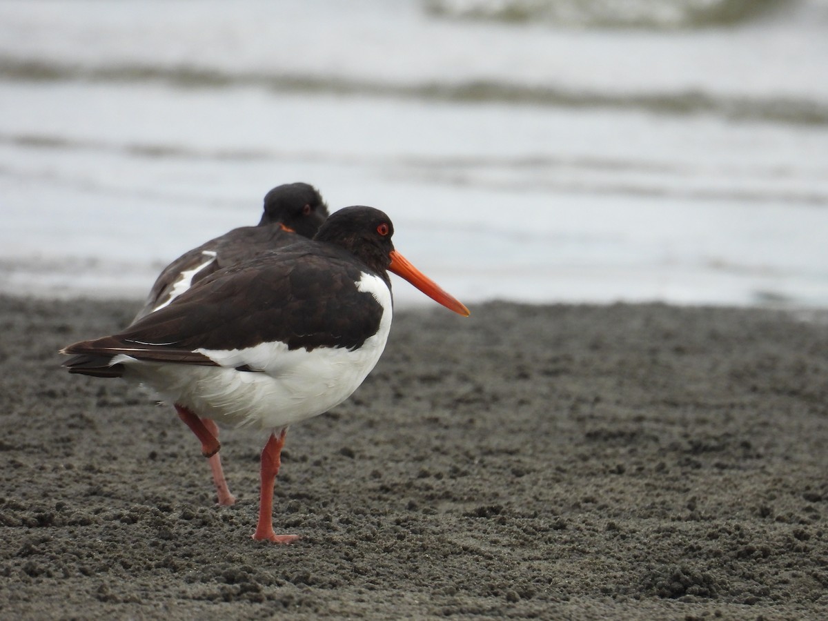Eurasian Oystercatcher - ML641900394