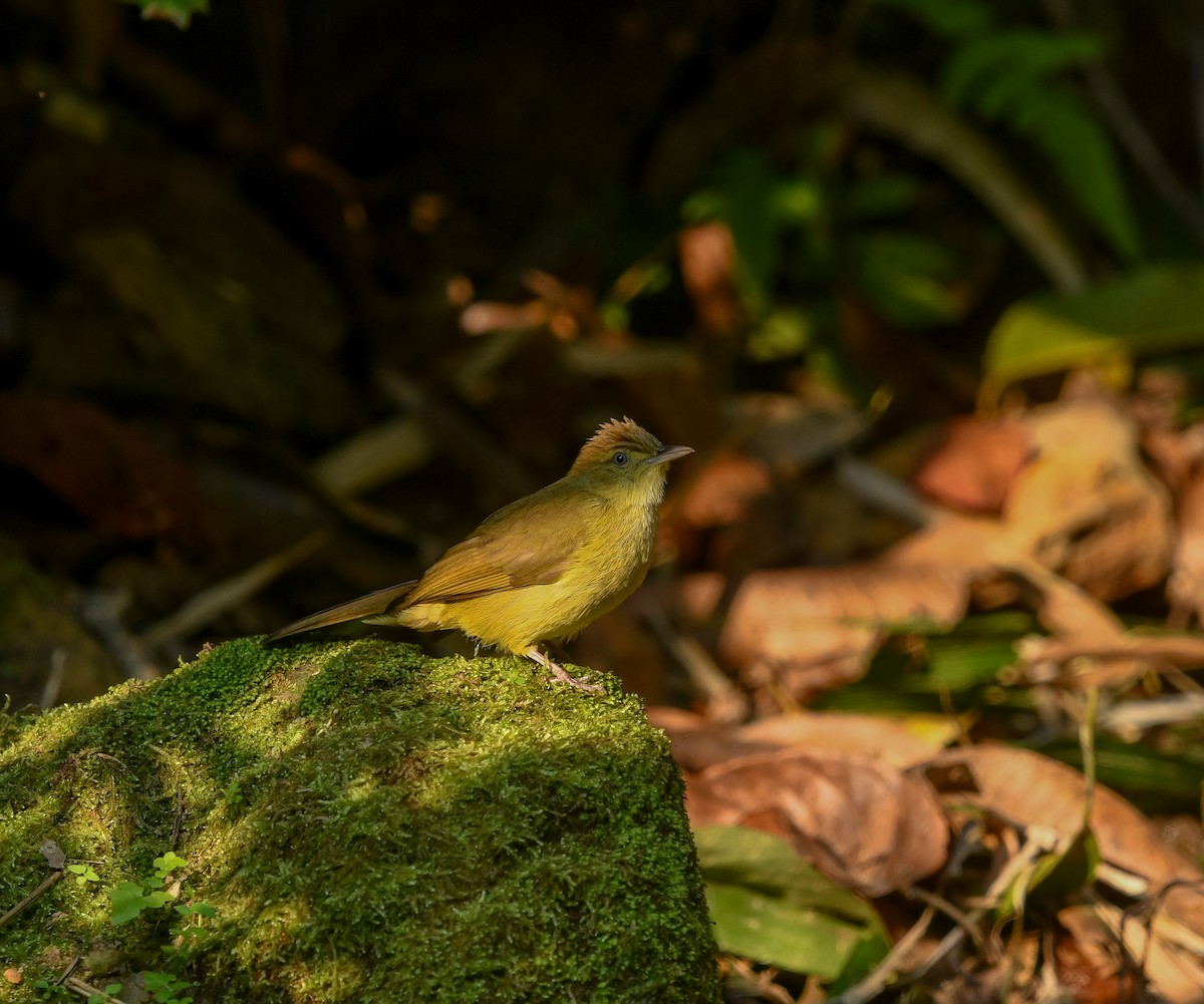Cachar Bulbul - ML641900395