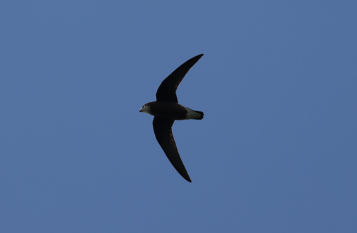 White-throated Needletail - ML641900411