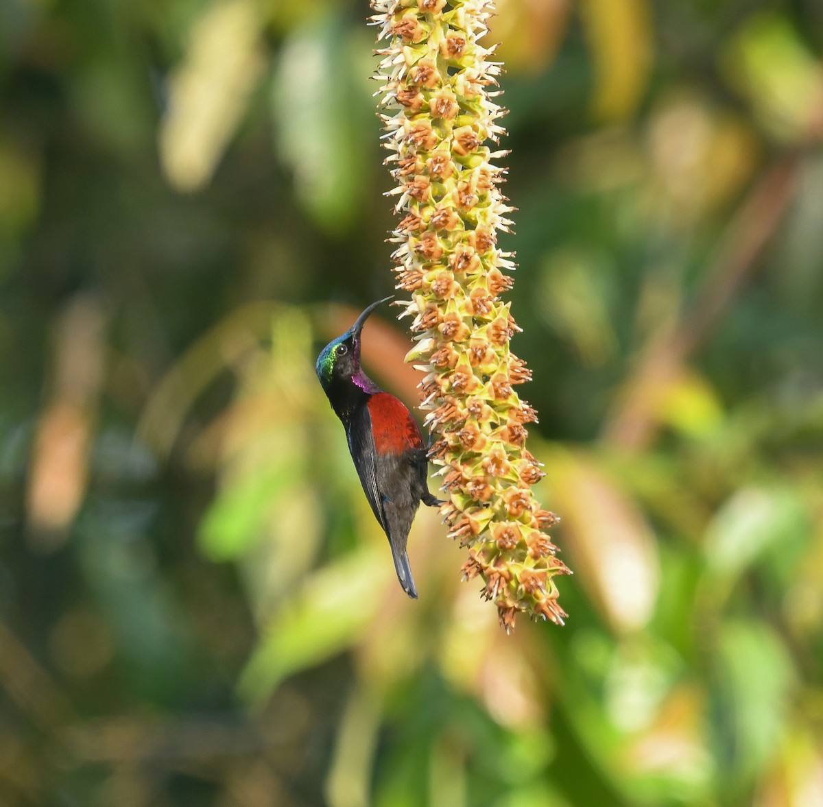 Van Hasselt's Sunbird - ML641900427