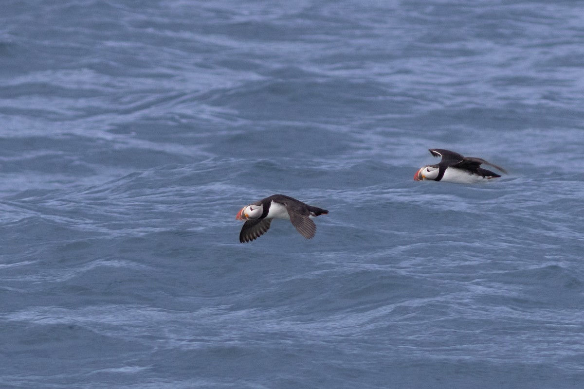 Atlantic Puffin - ML641900431