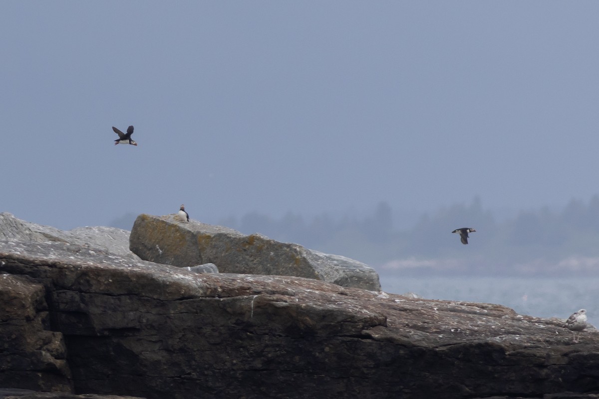 Atlantic Puffin - ML641900432