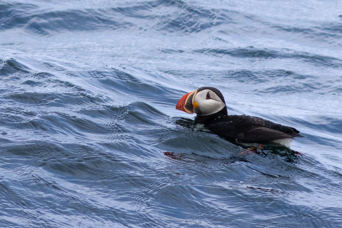 Atlantic Puffin - ML641900433