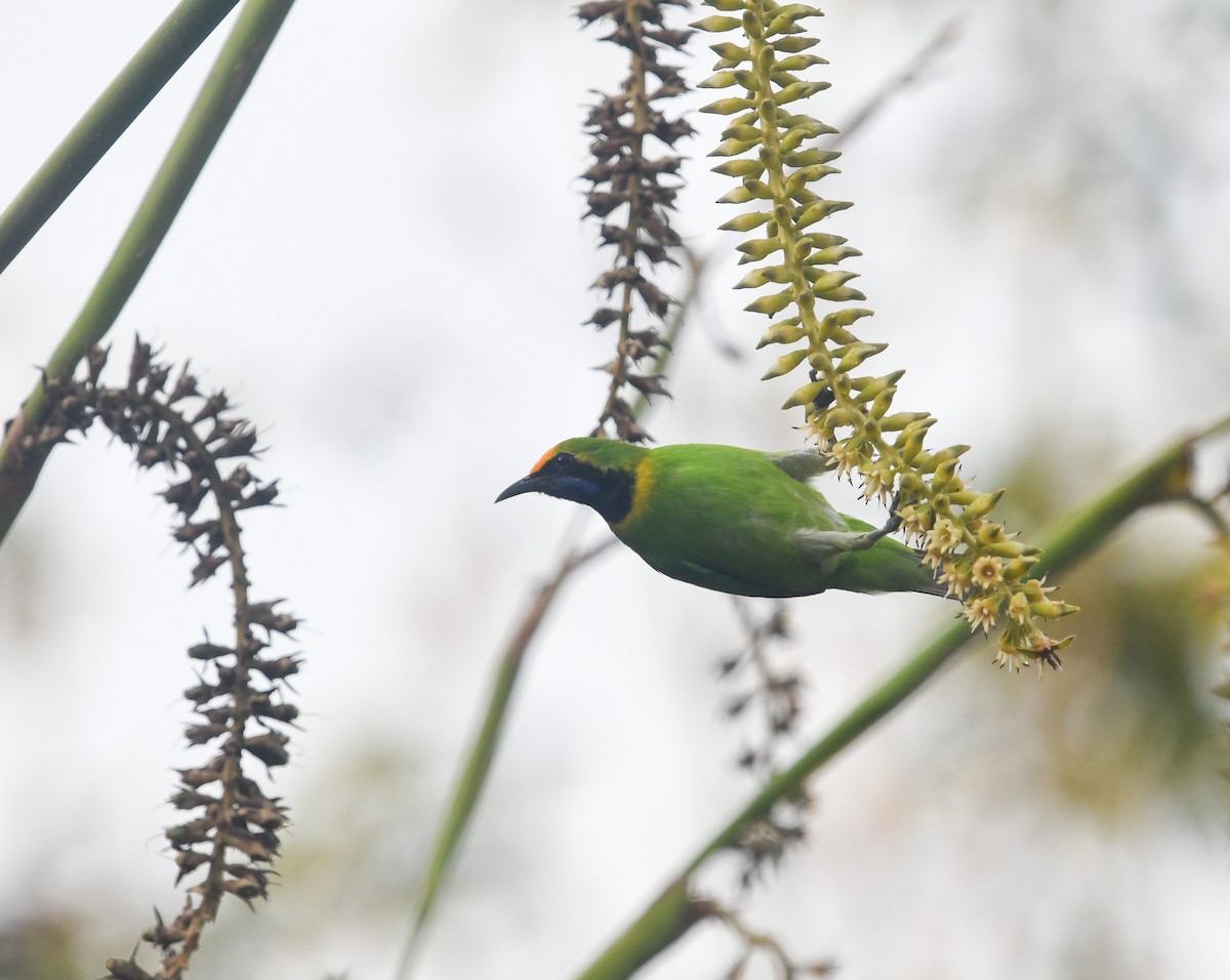 Golden-fronted Leafbird - ML641900434