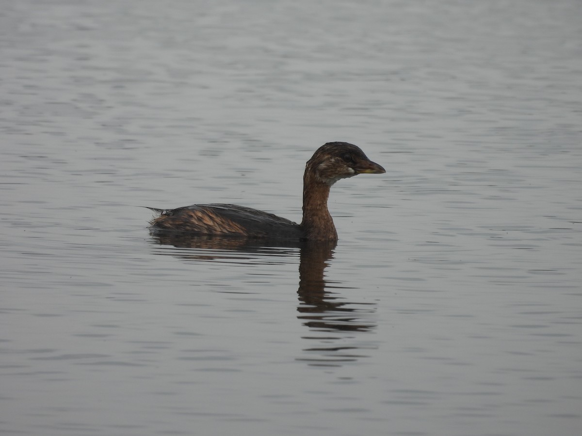 Pied-billed Grebe - ML641900436