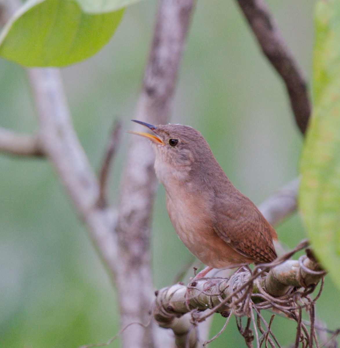 Southern House Wren - ML641900456