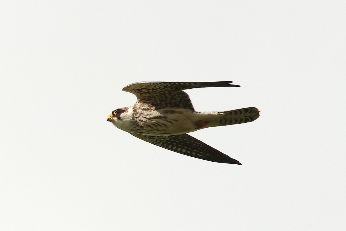 Red-footed Falcon - ML641900461