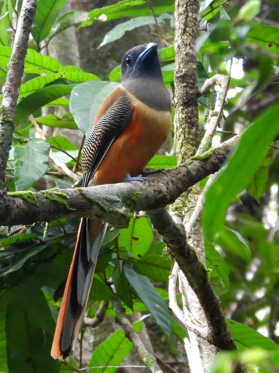 Malabar Trogon - ML641900463
