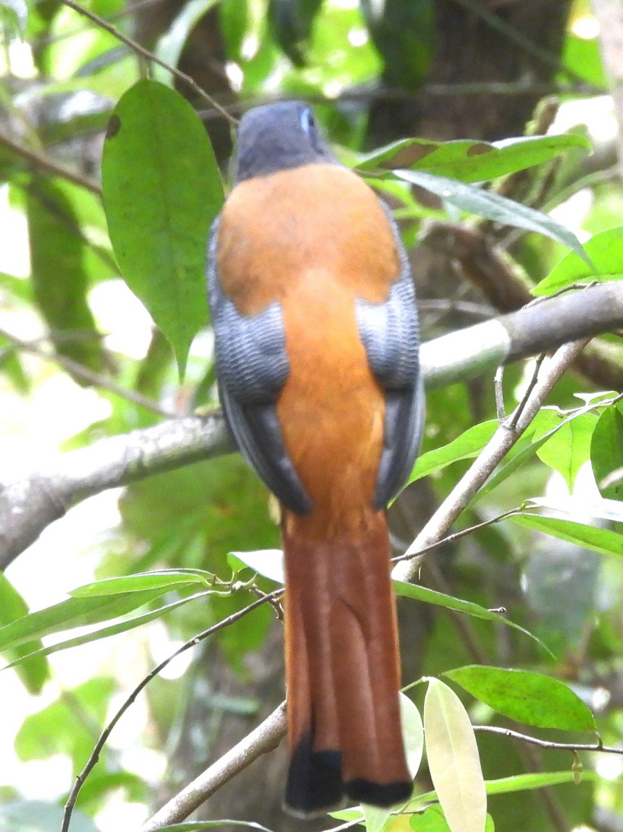 Malabar Trogon - ML641900464