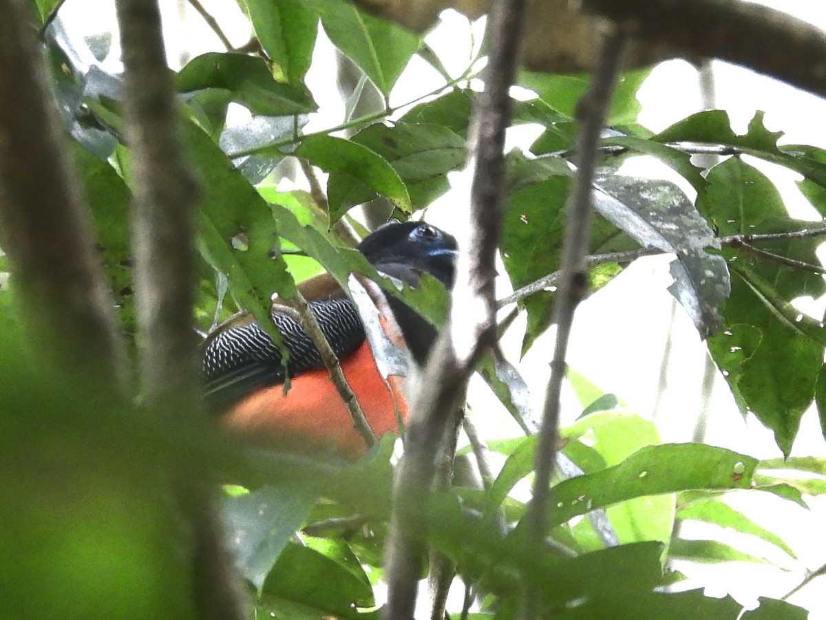 Malabar Trogon - ML641900465