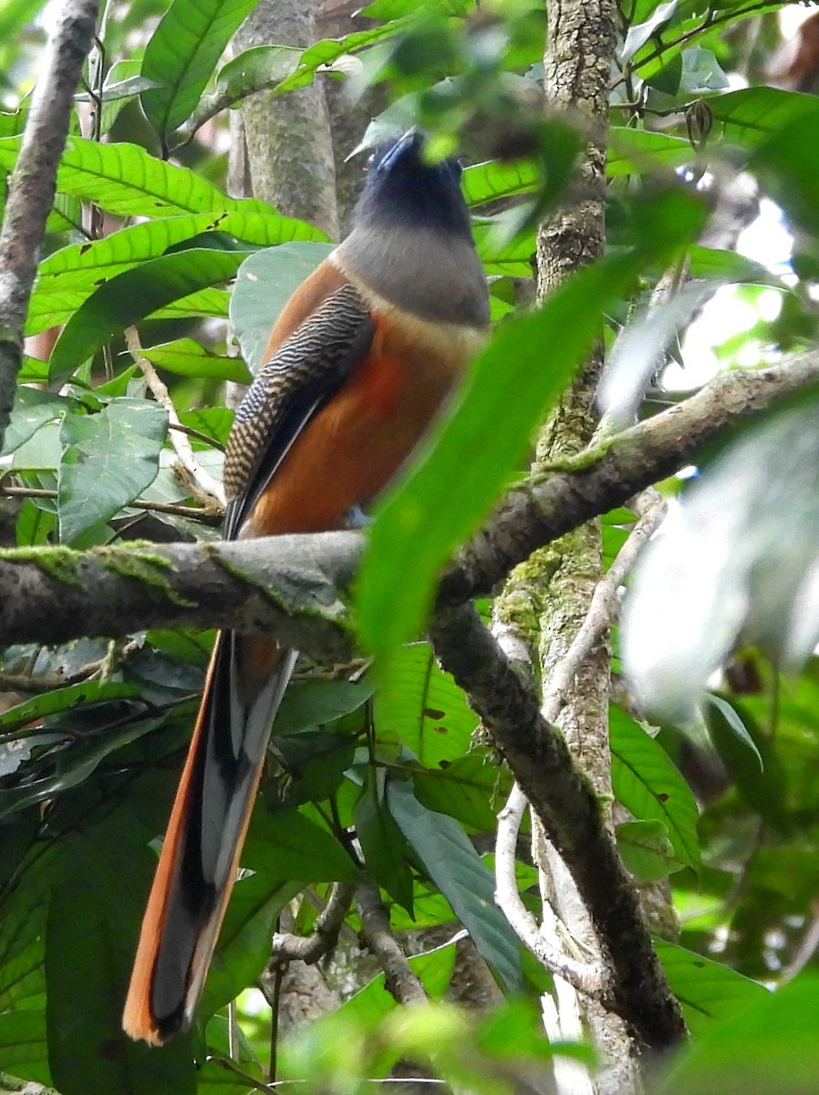 Malabar Trogon - ML641900466