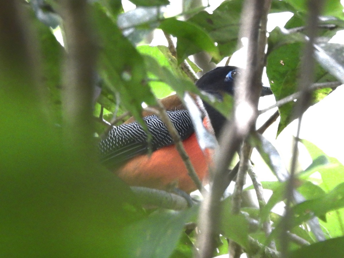 Malabar Trogon - ML641900467