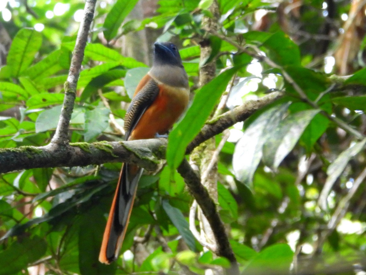 Malabar Trogon - ML641900468