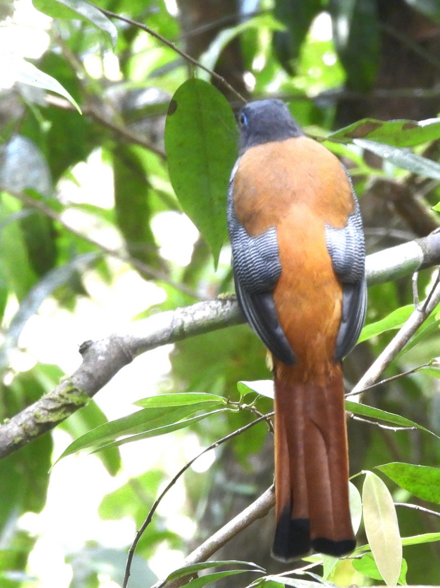 Malabar Trogon - ML641900469