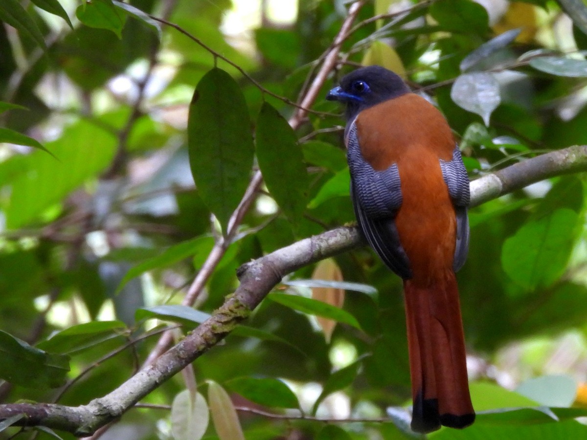 Malabar Trogon - ML641900470