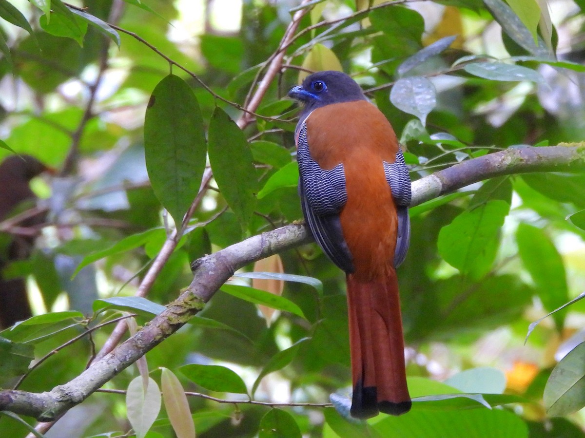 Malabar Trogon - ML641900471