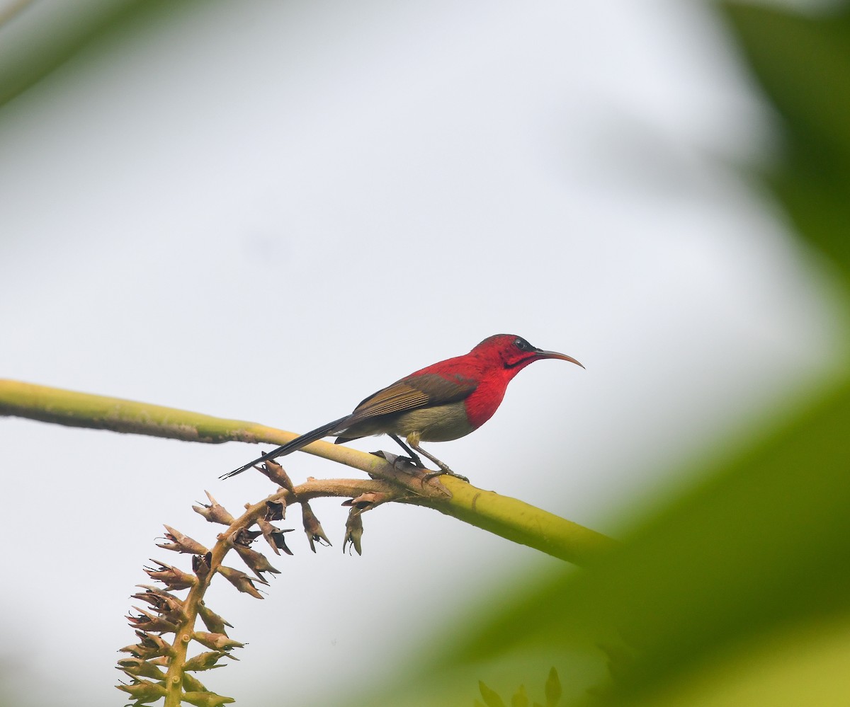 Crimson Sunbird - ML641900485