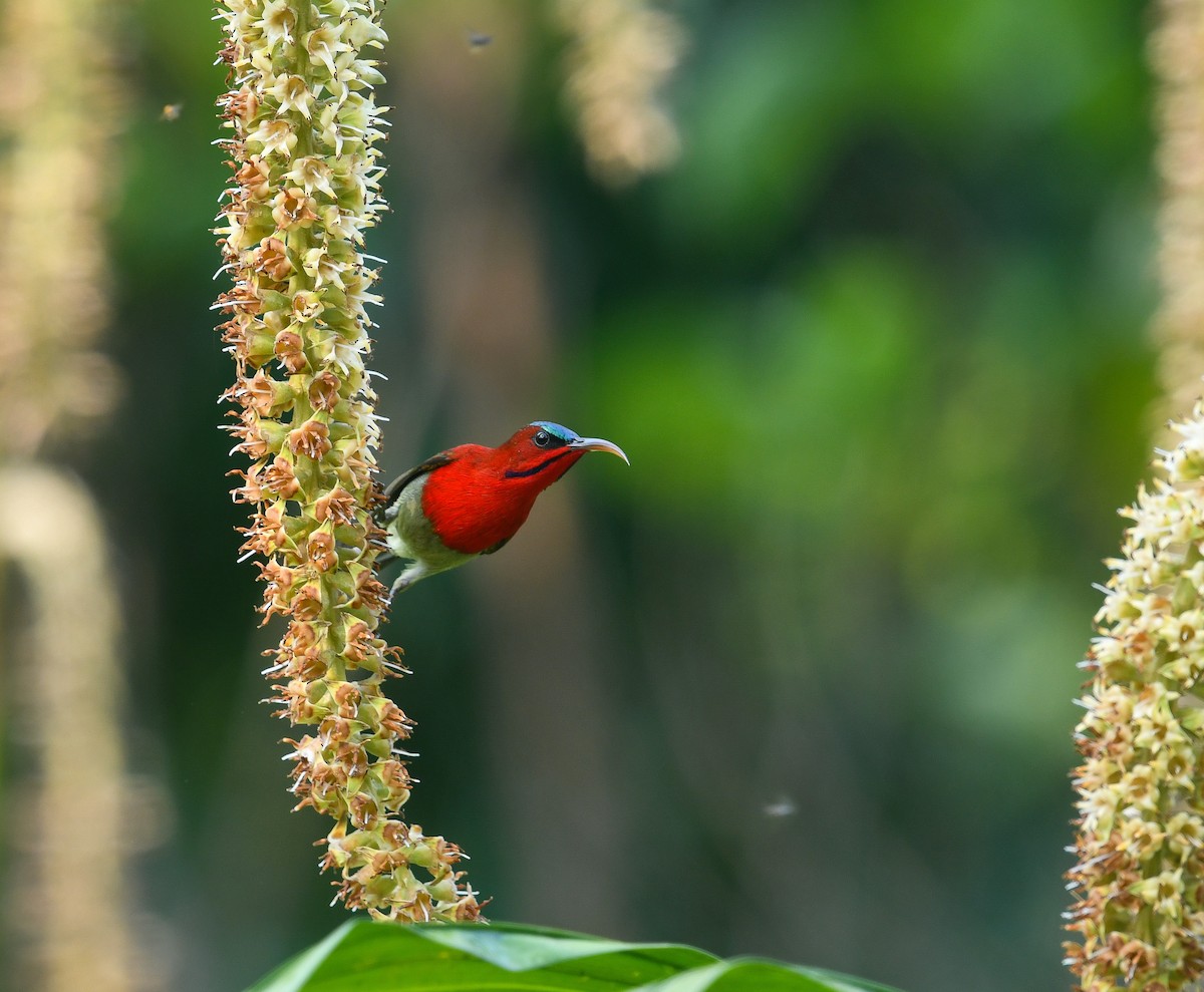Crimson Sunbird - ML641900486