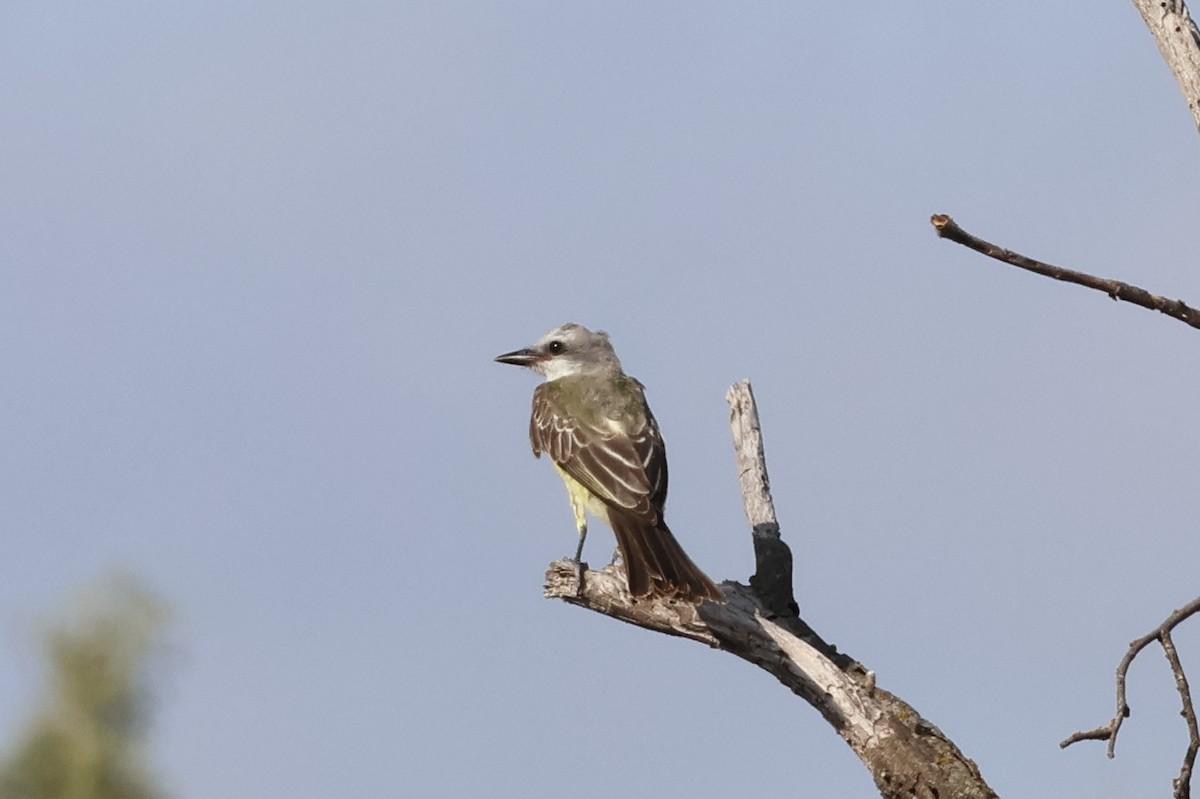 Western Kingbird - ML641900487