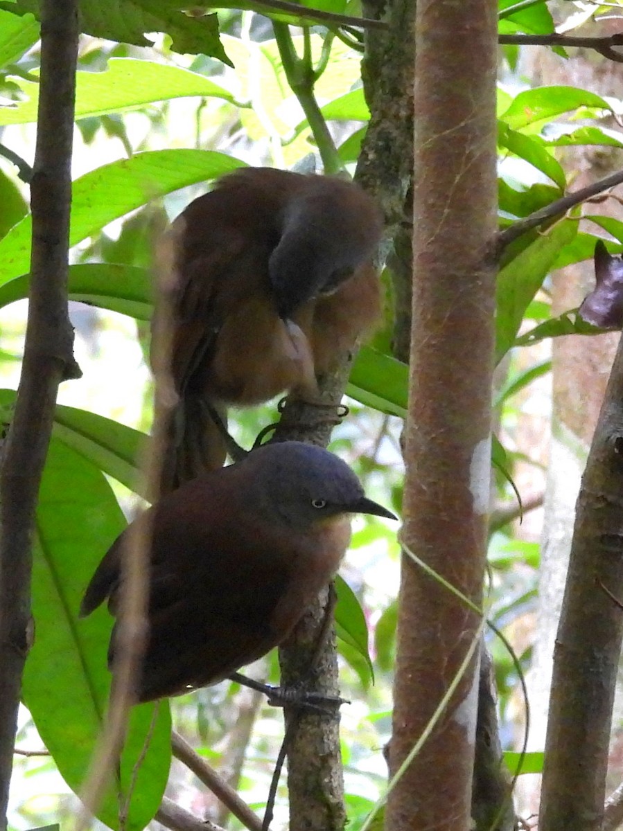 Ashy-headed Laughingthrush - ML641900488